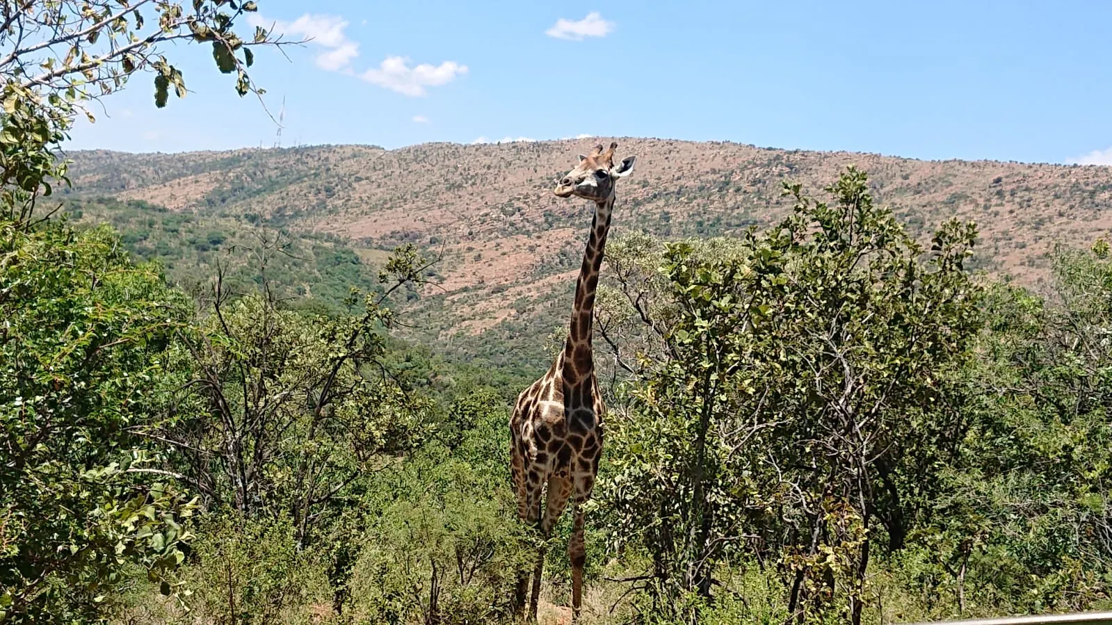Giraffe standing in bushveld with the Magaliesberg ridge behind, at De Wildt 4x4