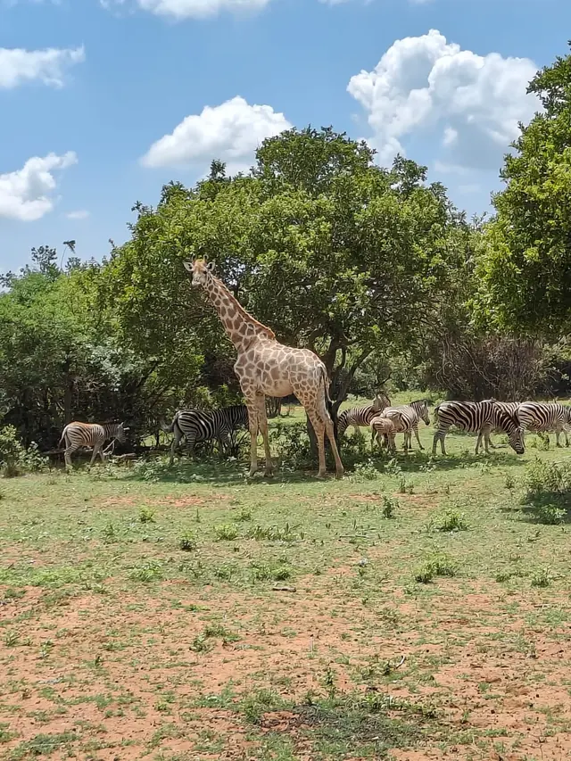 Giraffe and zebra in the De Wildt bushveld.